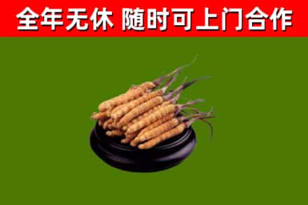 江孜县回收冬虫夏草